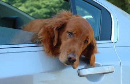 Hundehaftpflichtversicherung: Versicherungspflicht für Hundehalter ab dem 01.07.2011 in Niedersachsen